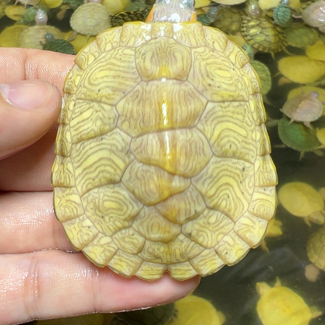 母巴西彩龟黄化波塞东