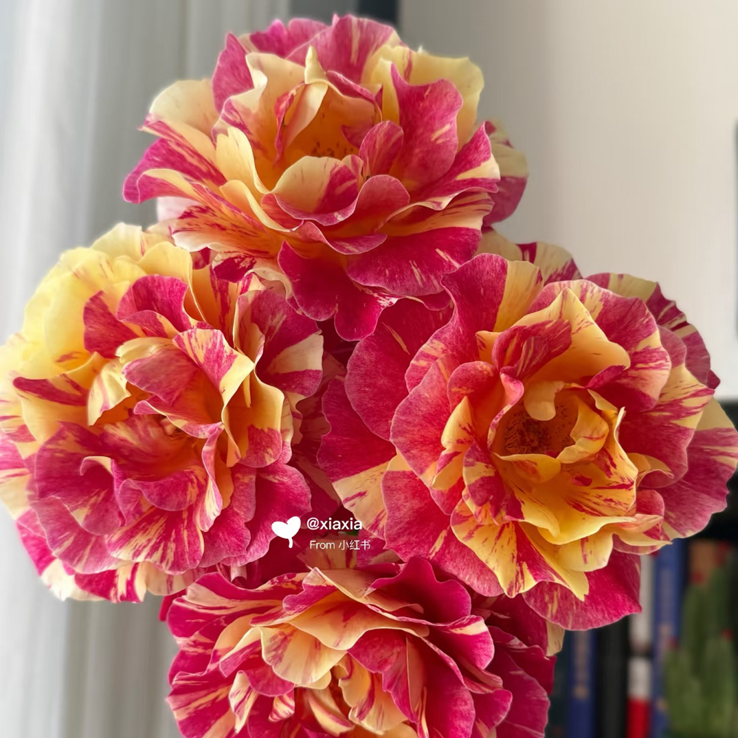 （绿光玫瑰）欧月莫里斯条纹10支！三件顺丰空运20%不售后