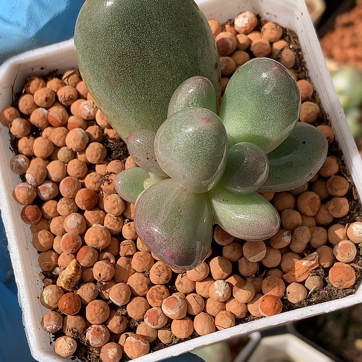 米可奶酪锦多肉植物