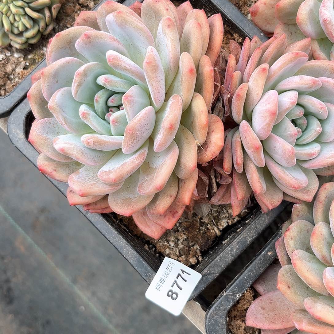 阿雅园艺。   8771