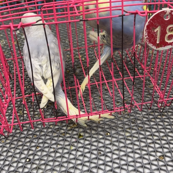 已***复虎皮鹦鹉虎皮鹦鹉