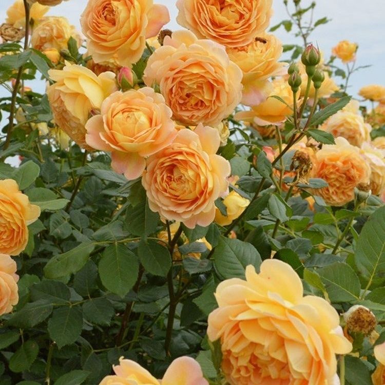 【黄金庆典】蔷薇爬藤月季花苗大花浓香庭院阳台藤本花卉四季开花