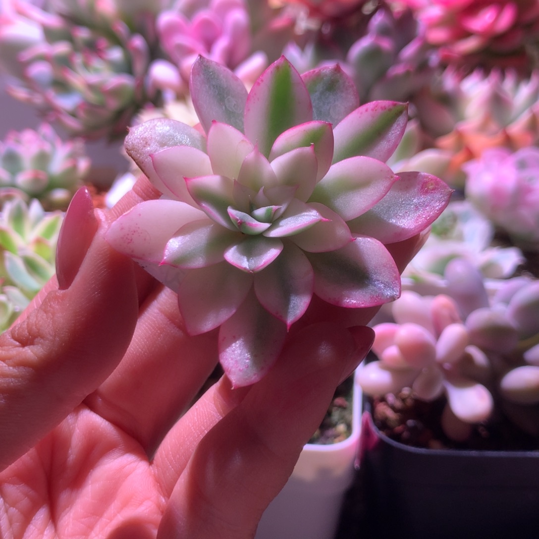 阿吉塔玫瑰锦看头有杆子