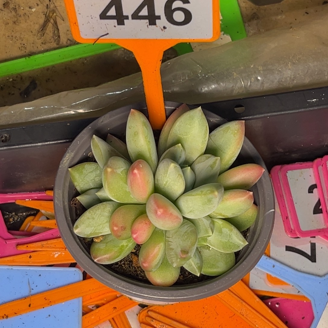 多肉植物三色优选446
