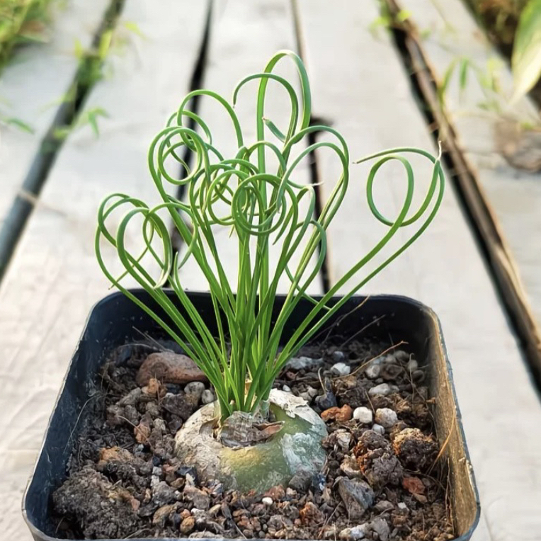 母本卷毛弹簧草裸根多肉植物一颗