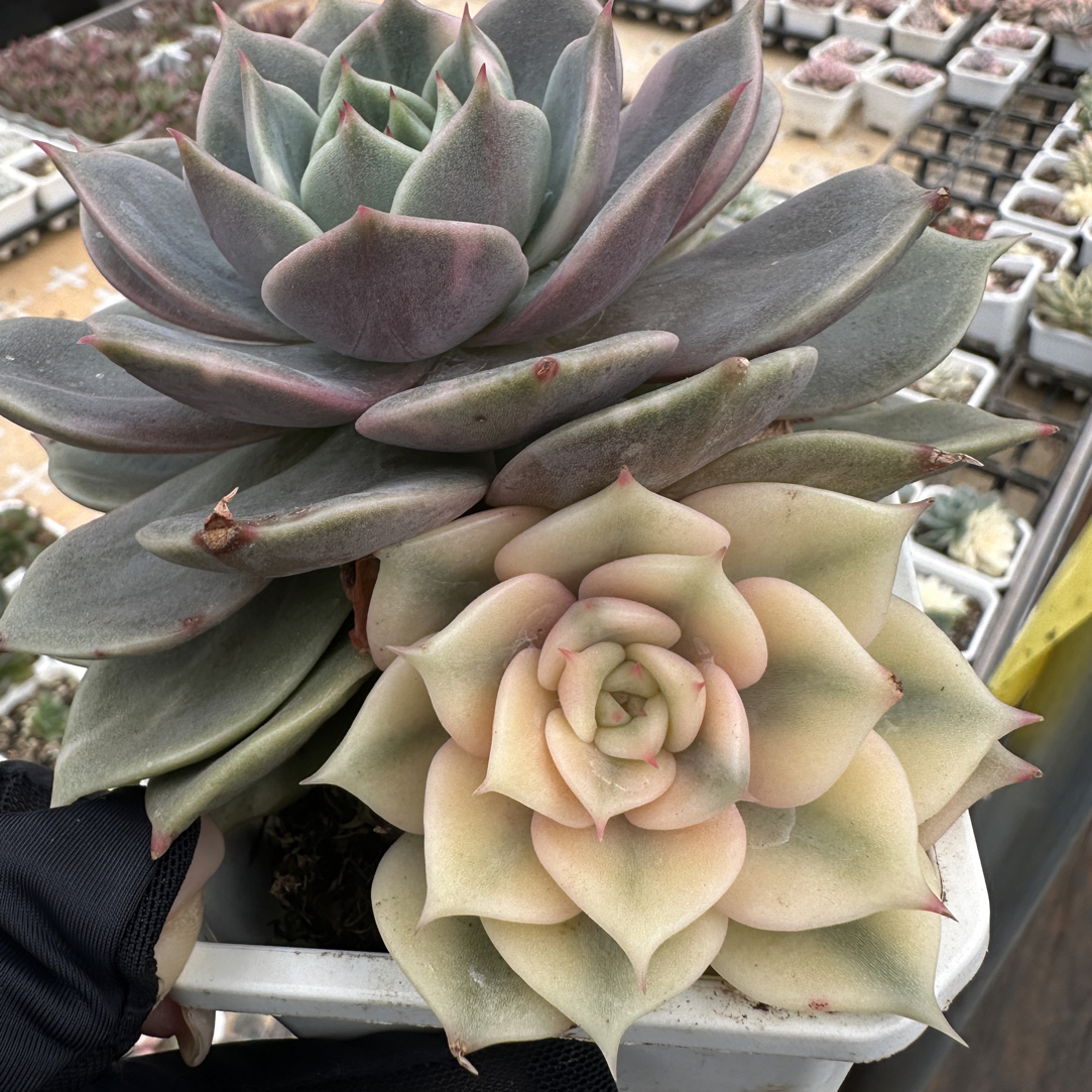 贝加尔湖阴阳锦，多肉植物