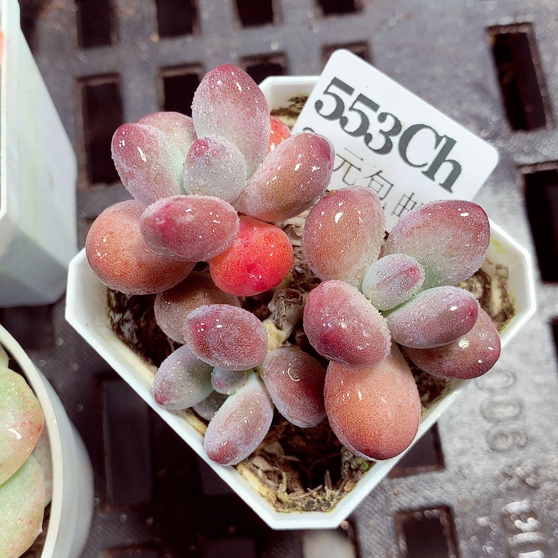 5厘米盆精控多肉553