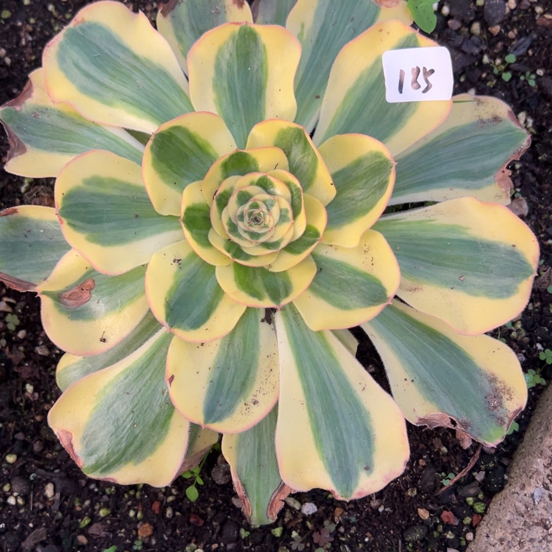 185王妃多肉嘻嘻嘻