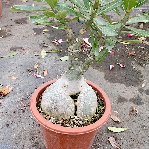 【闪购商品】无花朵（****云