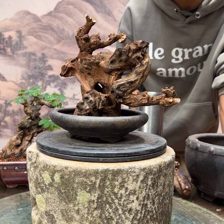 时***！无花朵金丝红木羊蹄甲