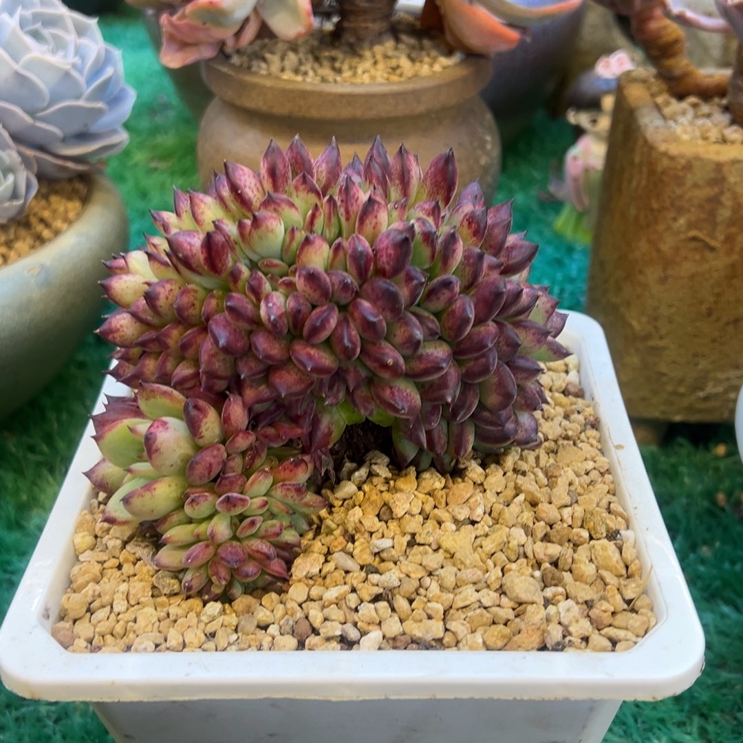 红拉糖缀化，，，，，，，，，