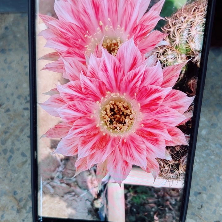 17老丽85歪无根侧芽3公分左右20包邮