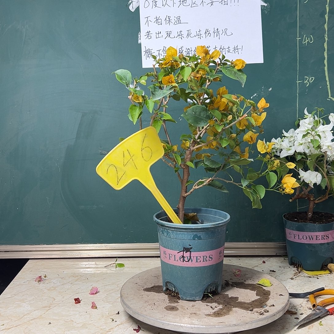 完全开放  柠檬黄  246