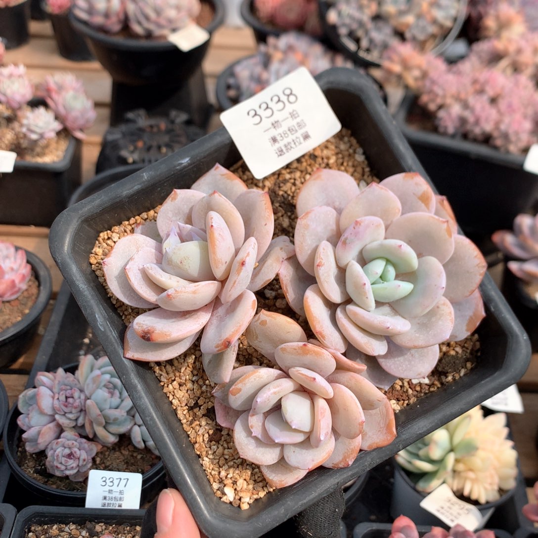 14厘米三头奶茶多肉3338