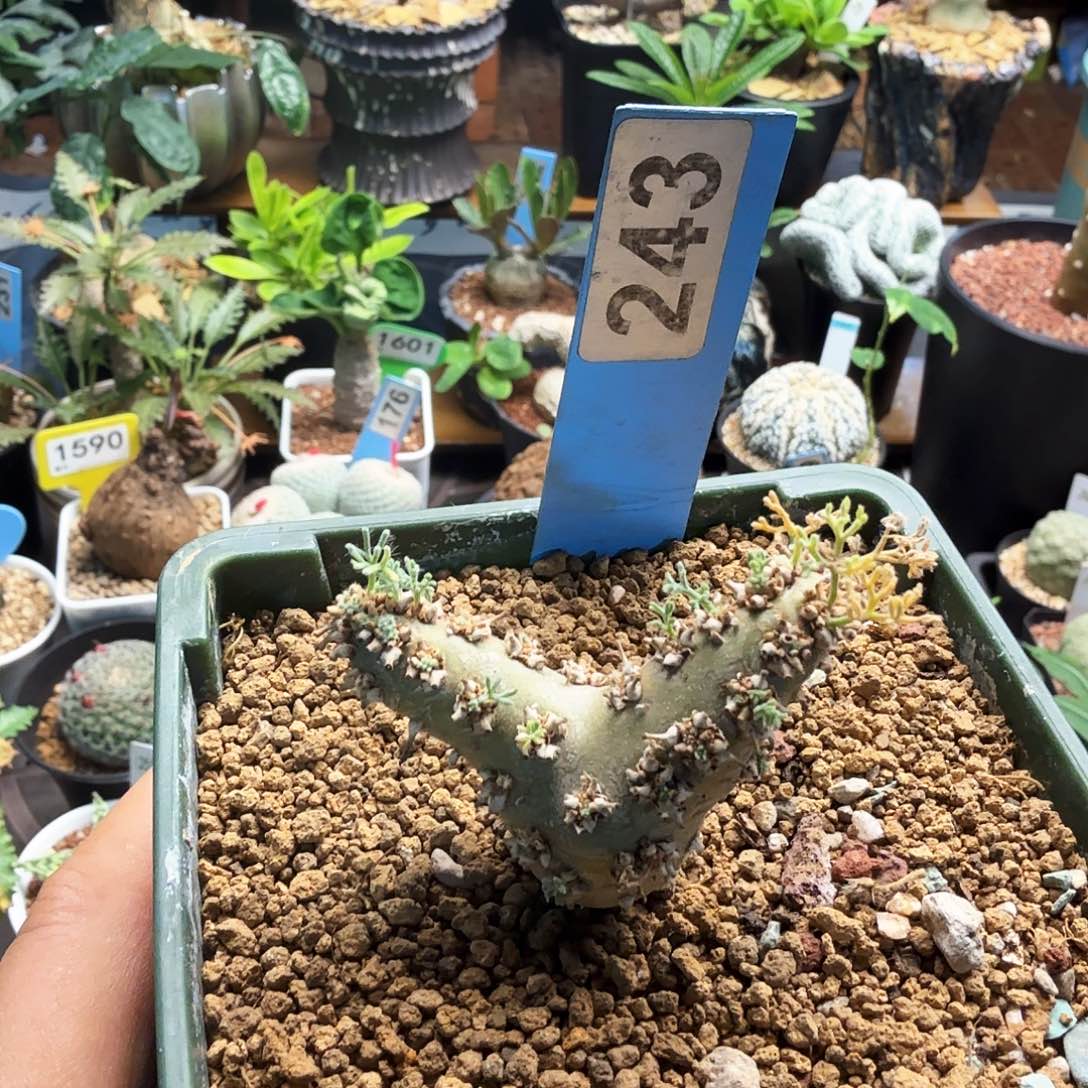 白皮月界243块根植物