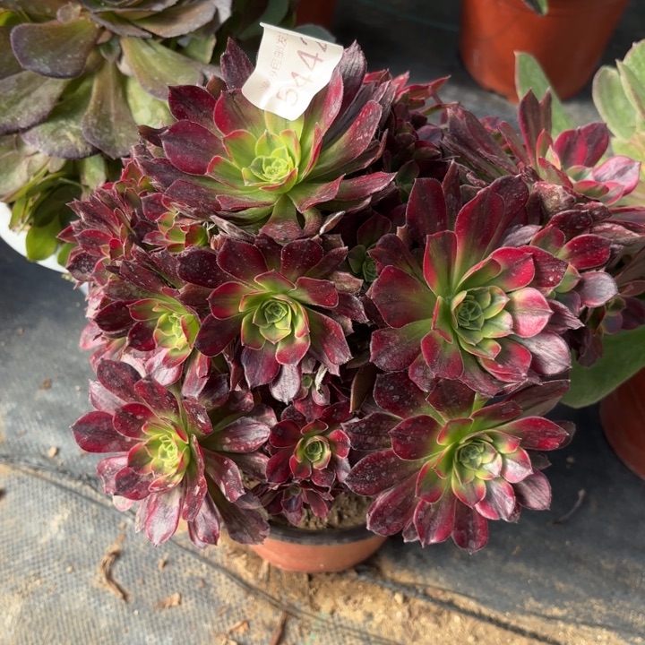 安娜锦多肉法师5442