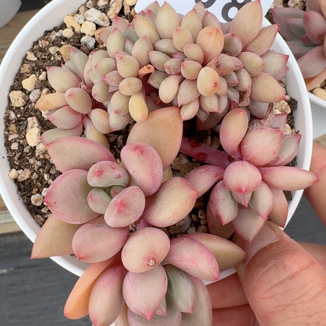 桃花源树桩缀化         多肉植物