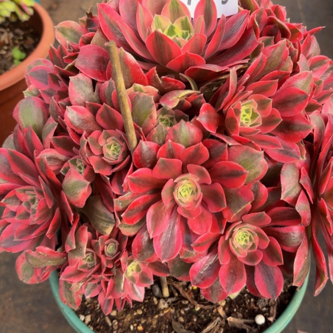 林***缘哈哈多肉葡萄福利119