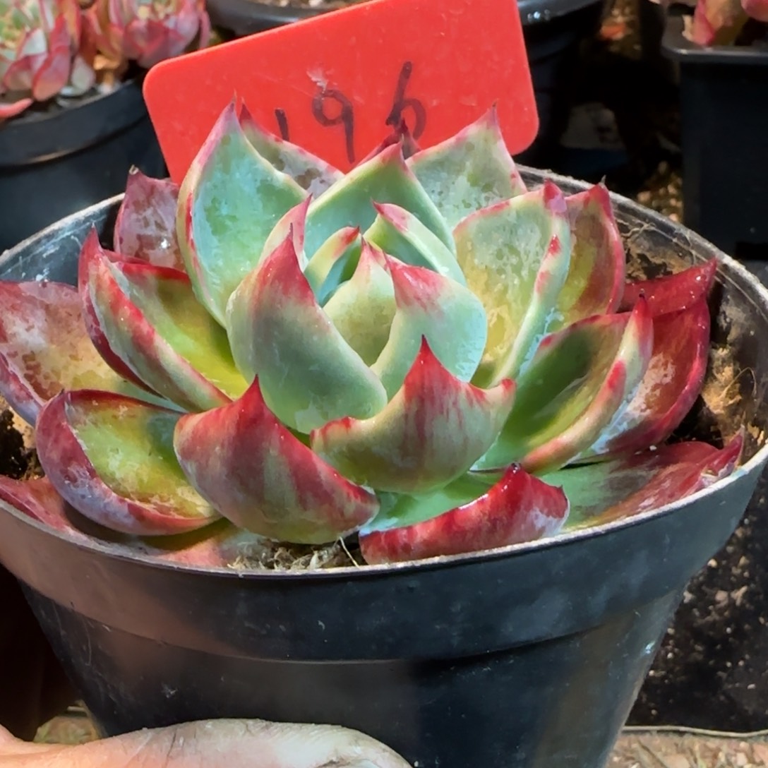 惊鸿一物一拍包装收缩花旱196