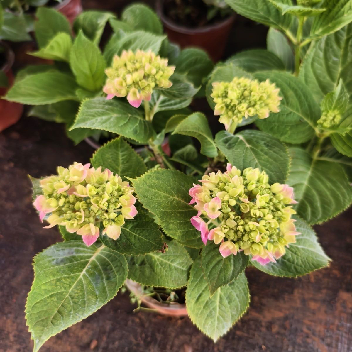 无尽夏绣球花盆栽超多花苞超长花期适合庭院阳台栽种