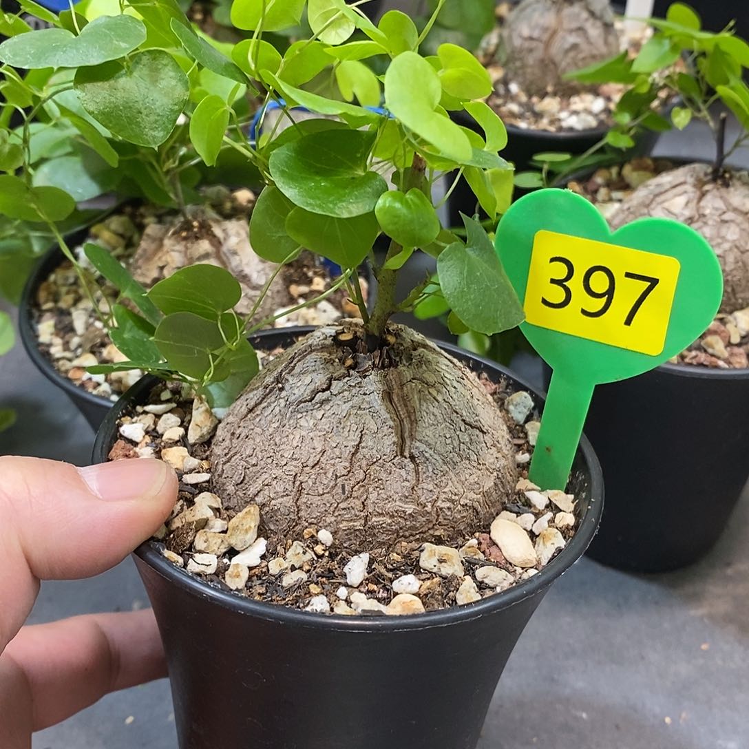 南非龟甲龙龟甲龙