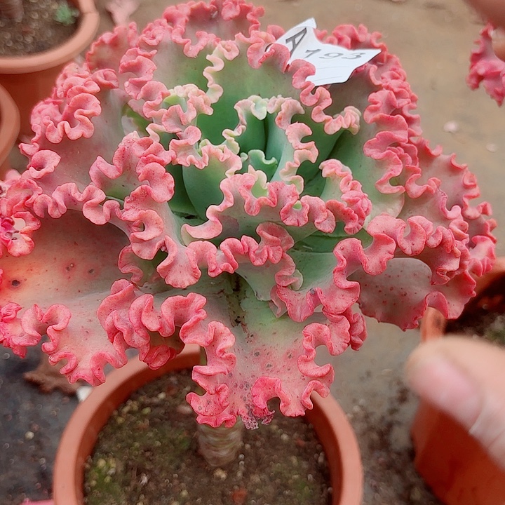 雷***帅女王花粒多肉193号