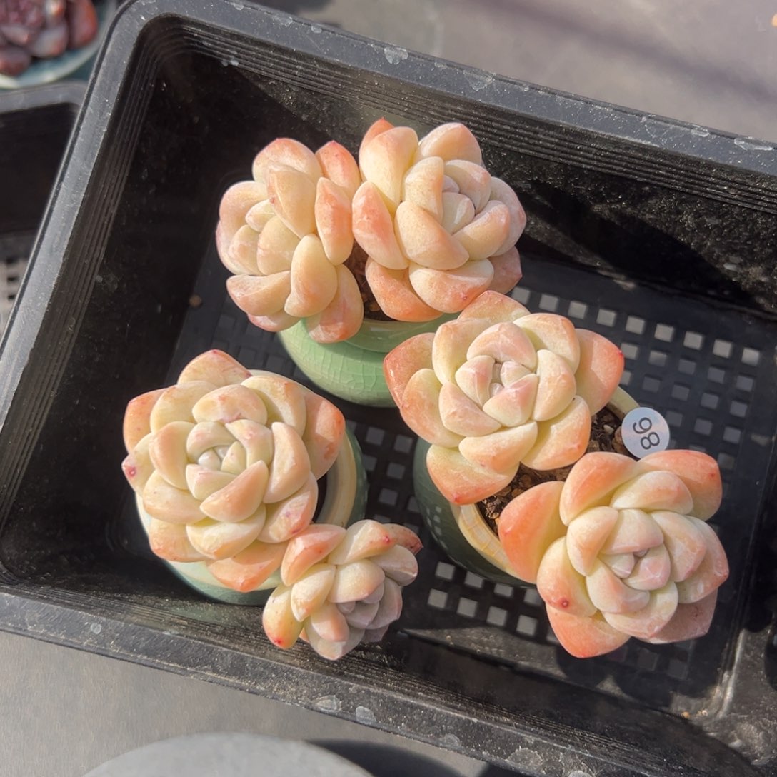 三个双头冰玉送盆00000000