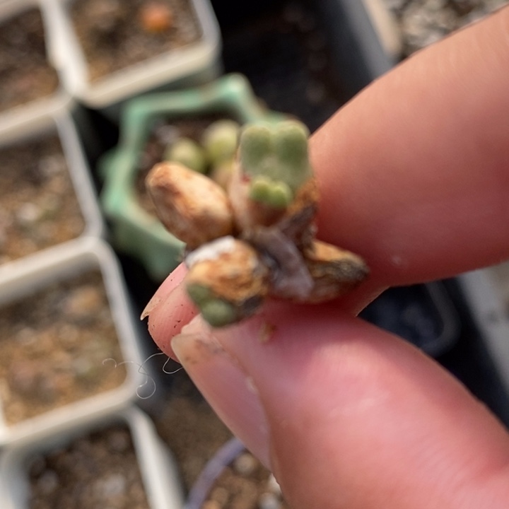 620斑马一群一群