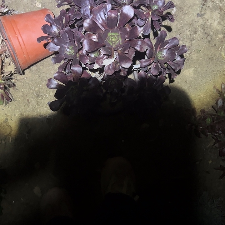 微***霞不包侧枝一物一拍8