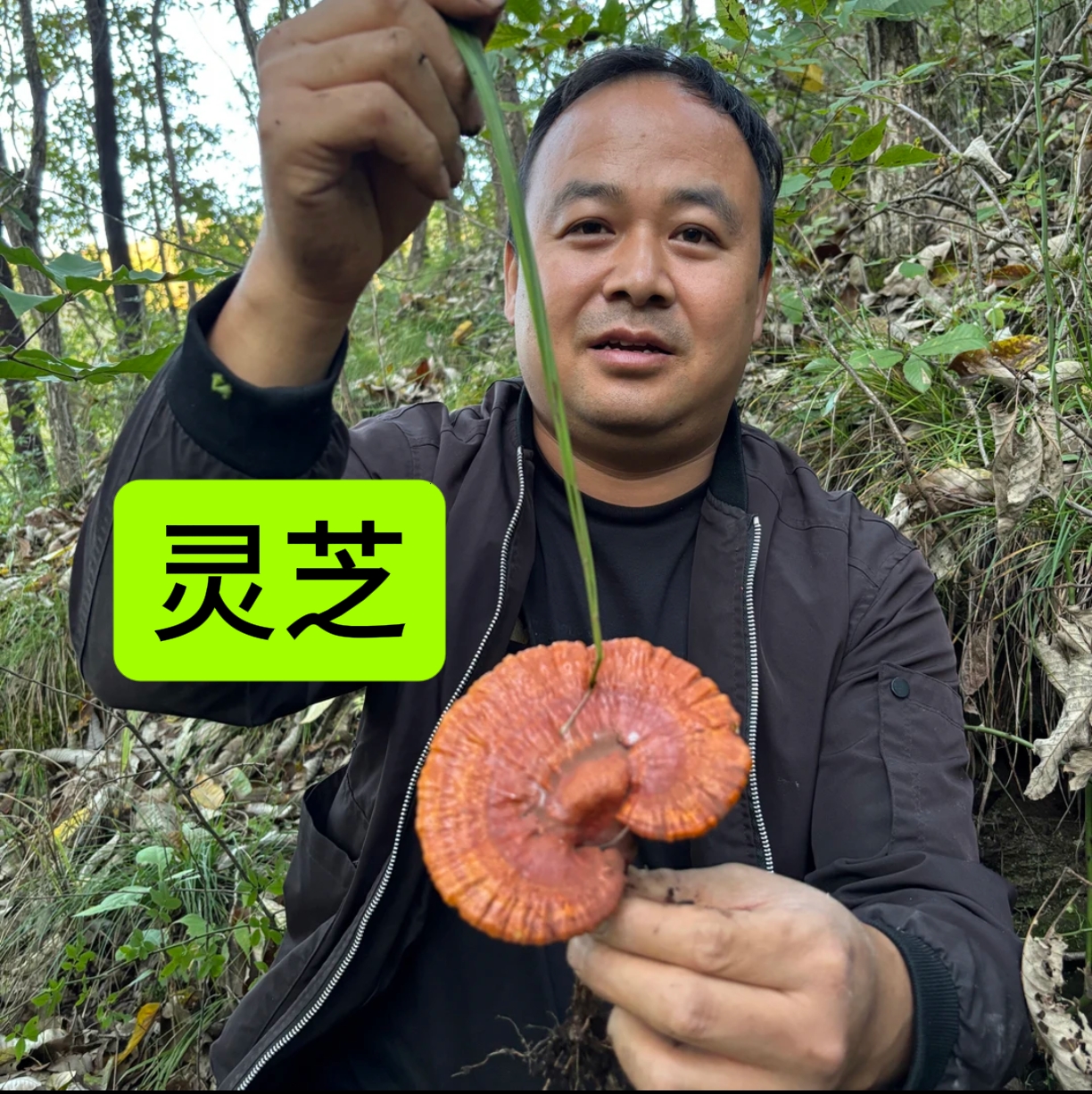 灵芝  非种植的 大山采摘 大小都有假一赔十  不要跟种植的比价格
