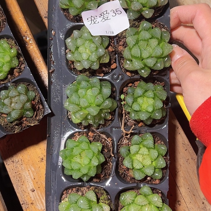 直播福利一物一拍35