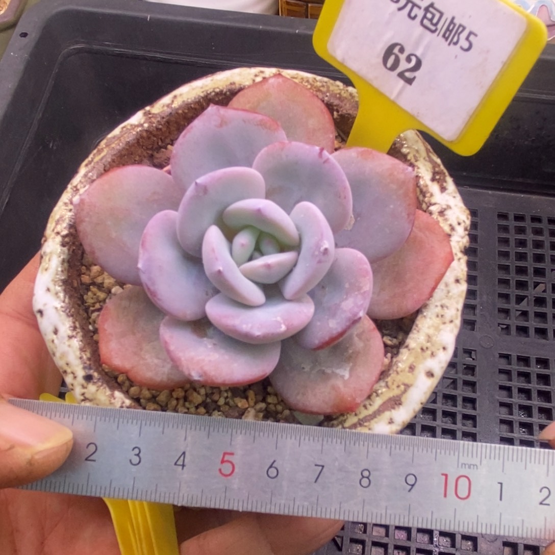 562老桩奶茶，精控