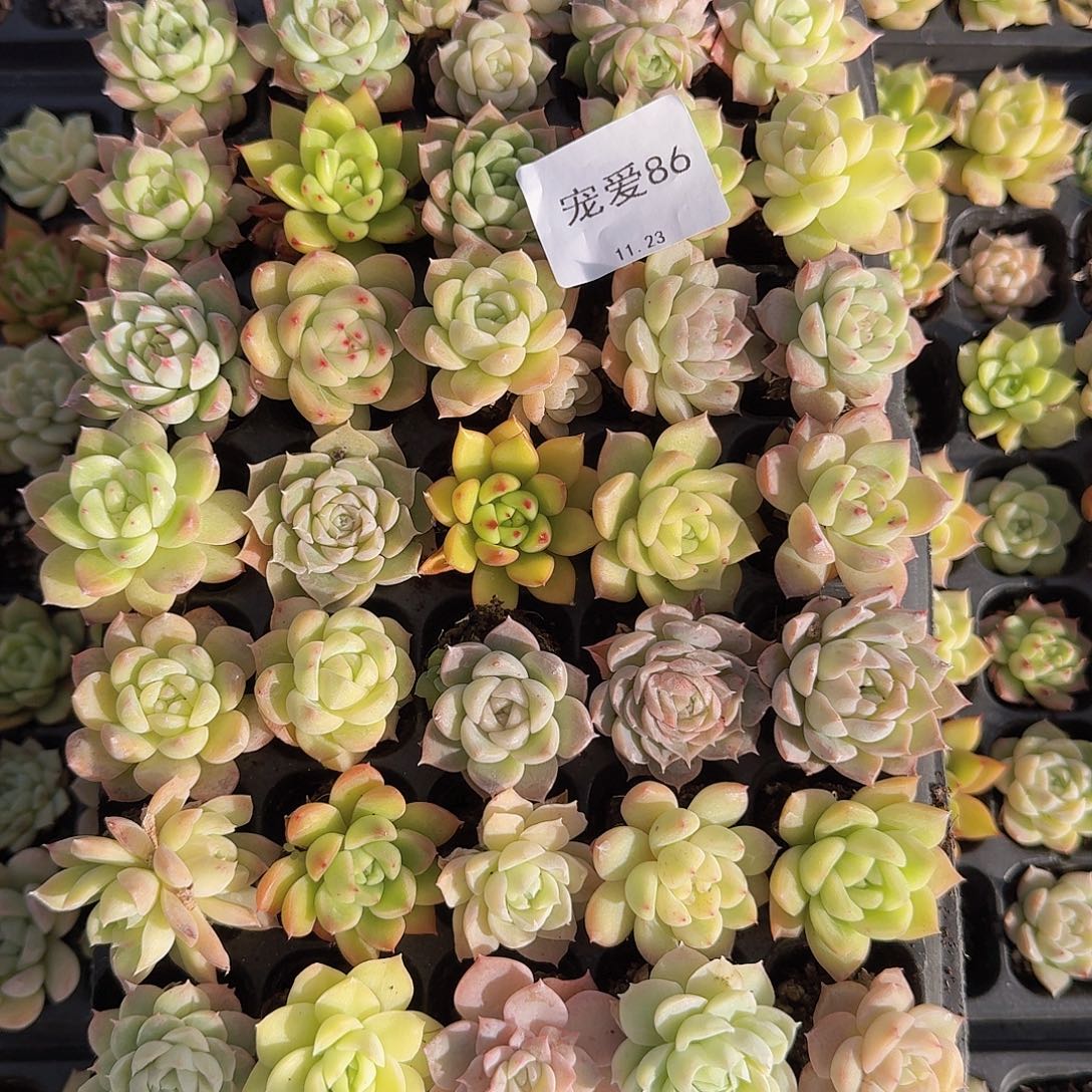 直播福利一物一拍86