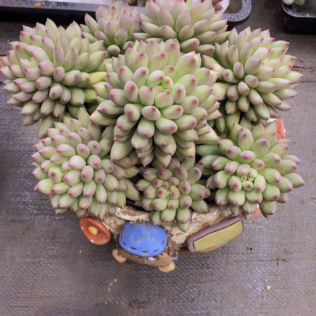 时***痛多肉植物多肉植物