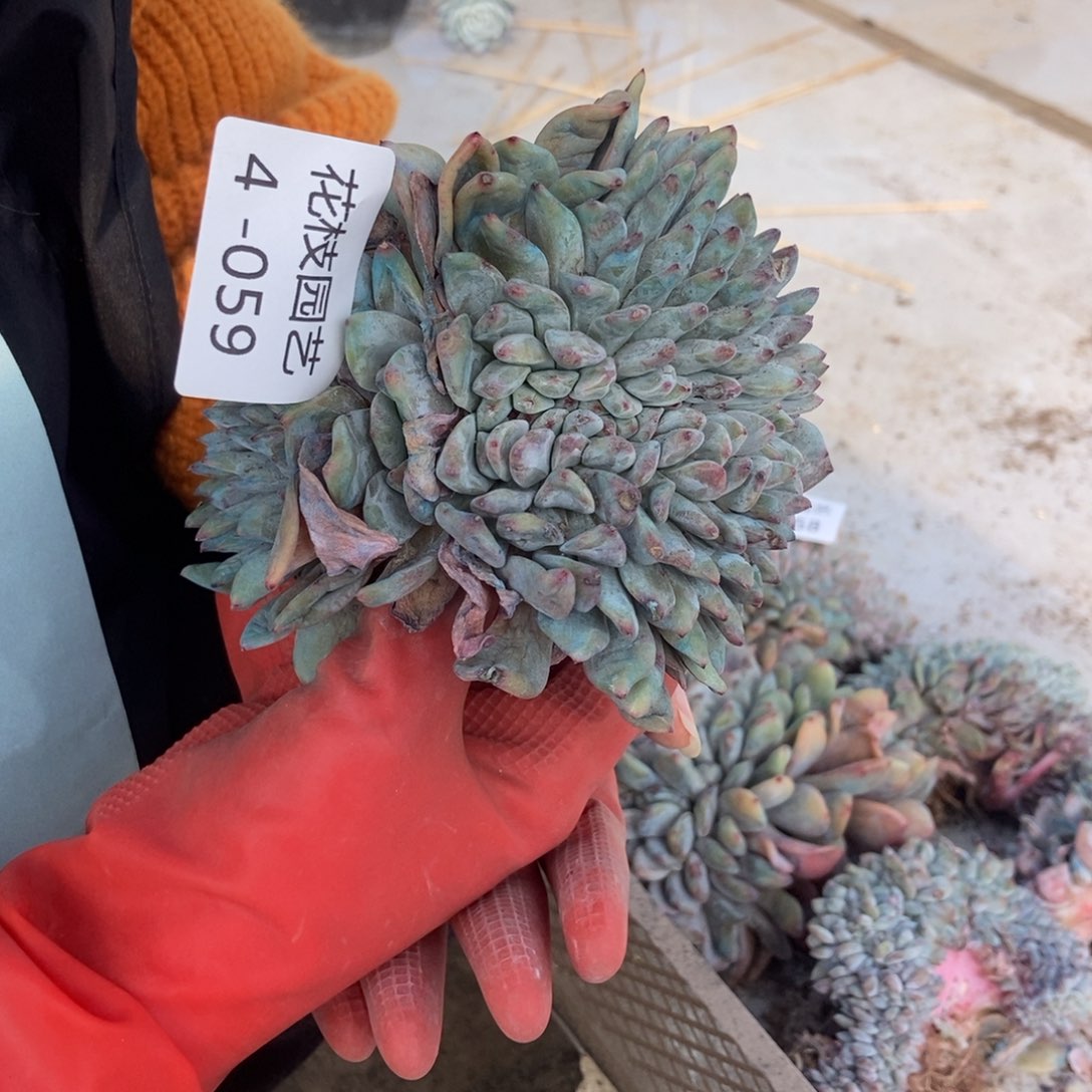 叶*4.59星影一物一拍有瑕疵