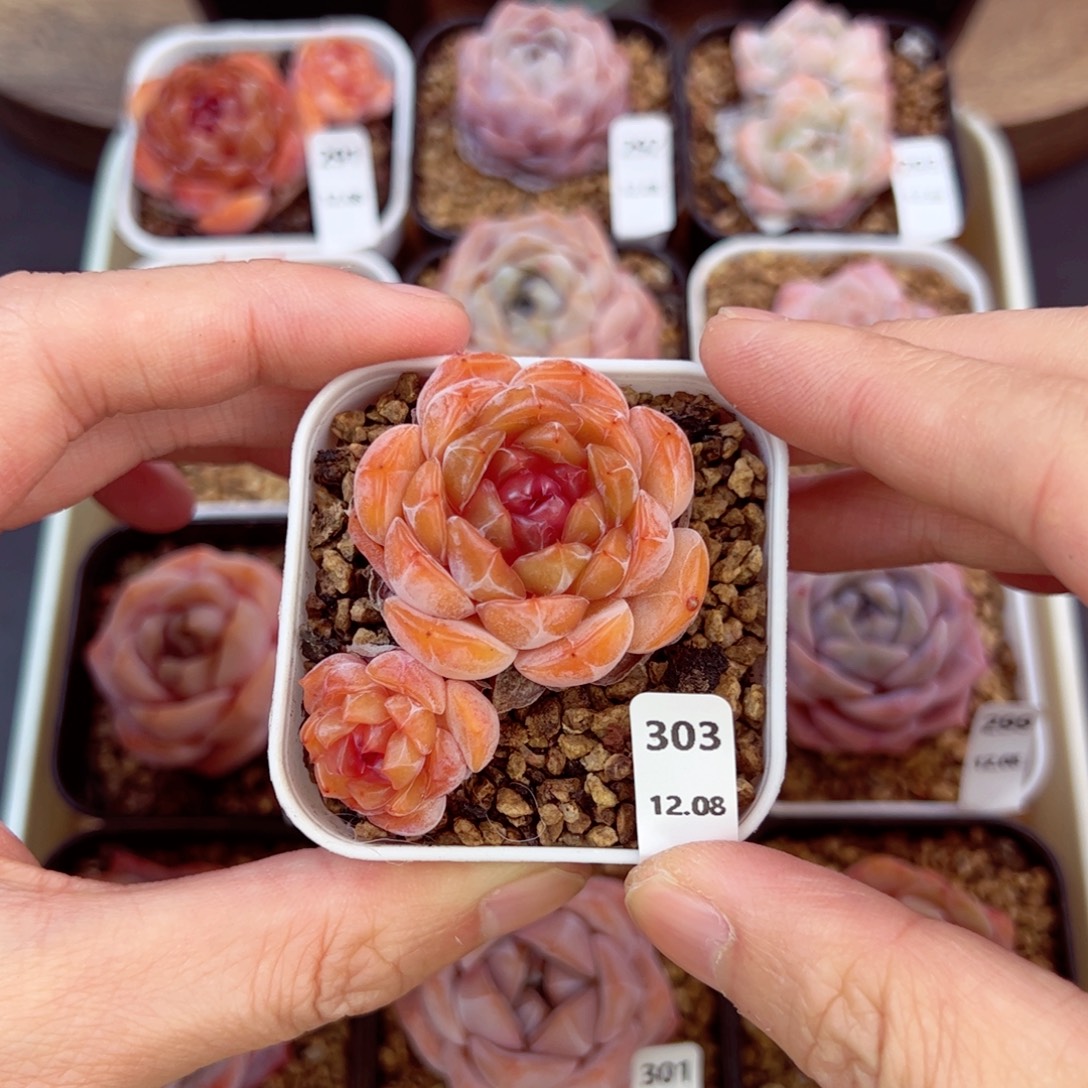 好好看303、哈哈哈哈