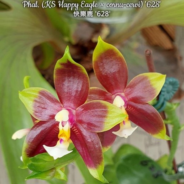 【快乐鹿628】香味原生蝴蝶兰苗3.8寸杯 一物一拍