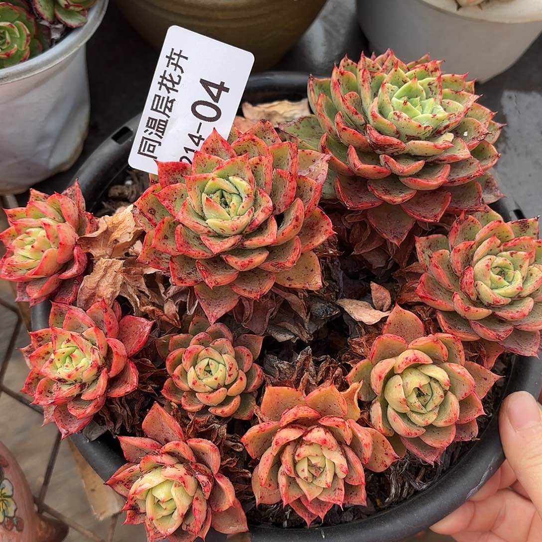 同温层多肉贝拉多娜04