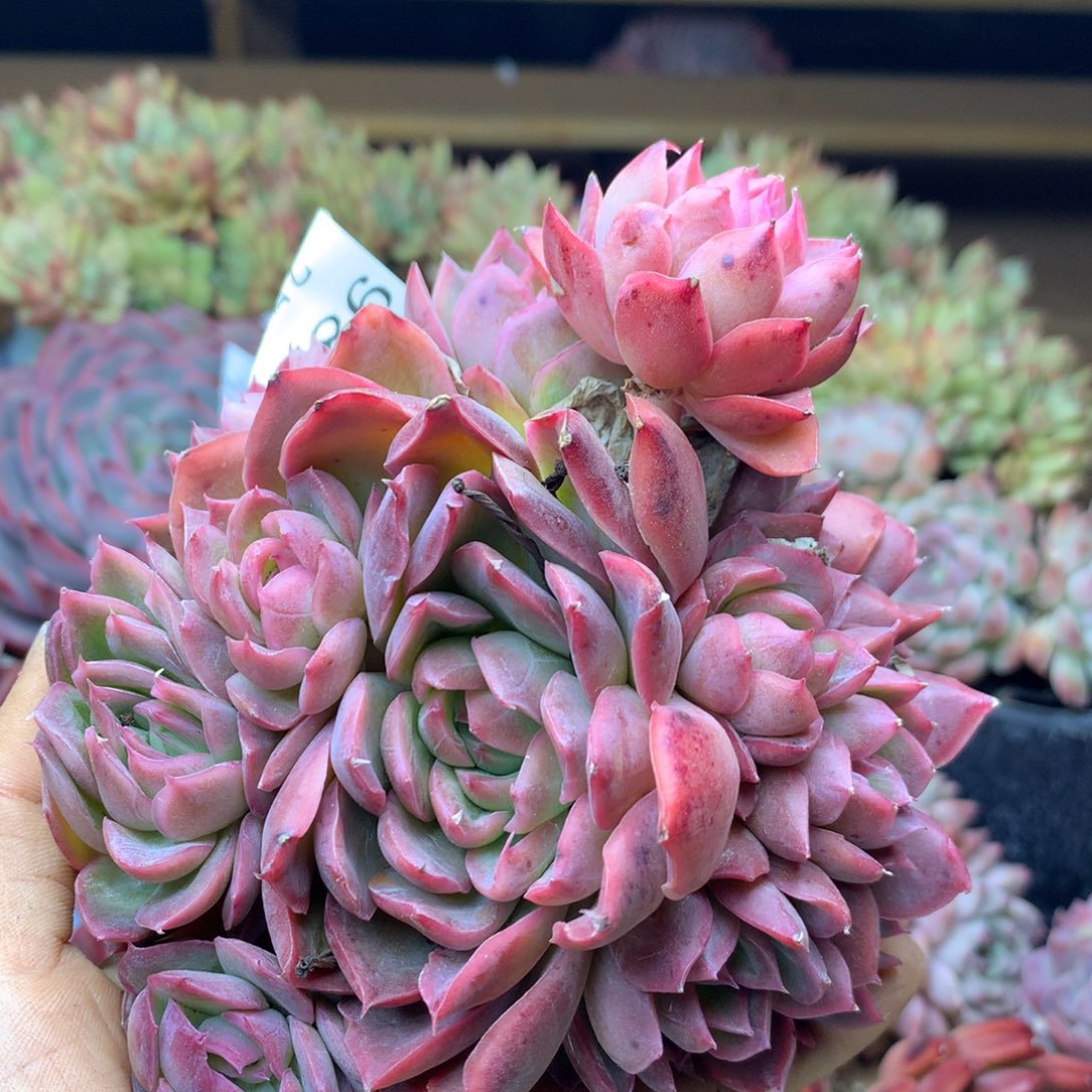 8186杂交多肉植物