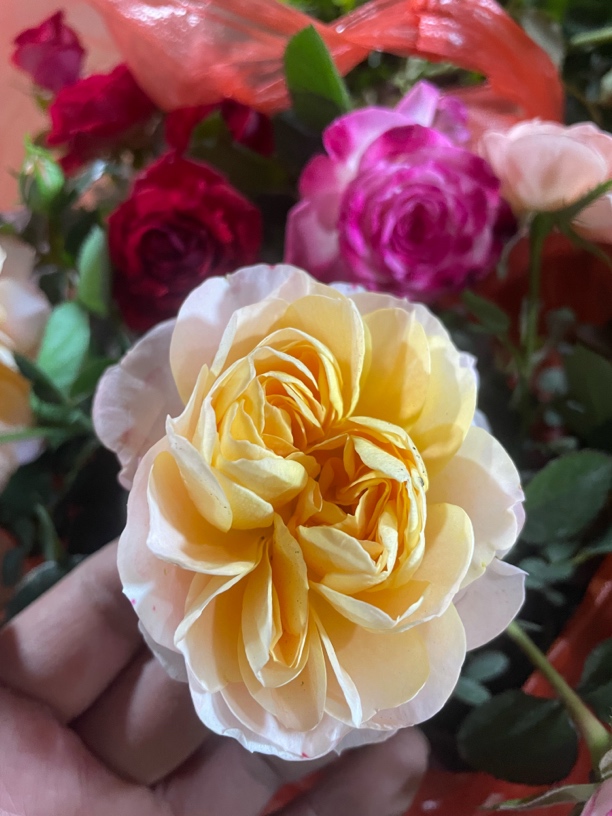 庭院阳台月季盆栽多季开花绿植花卉好养室内植物