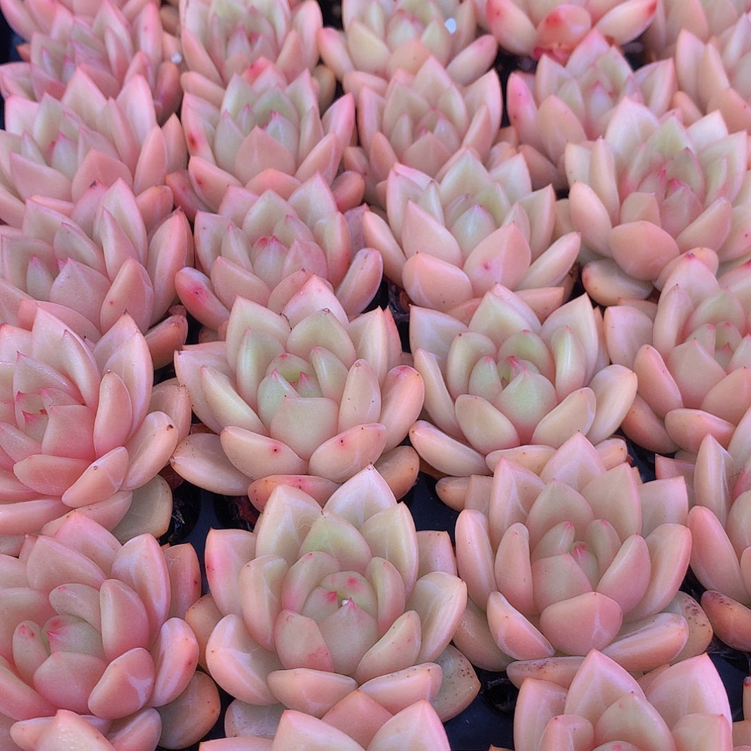 三颗优选黄体香槟34567899900