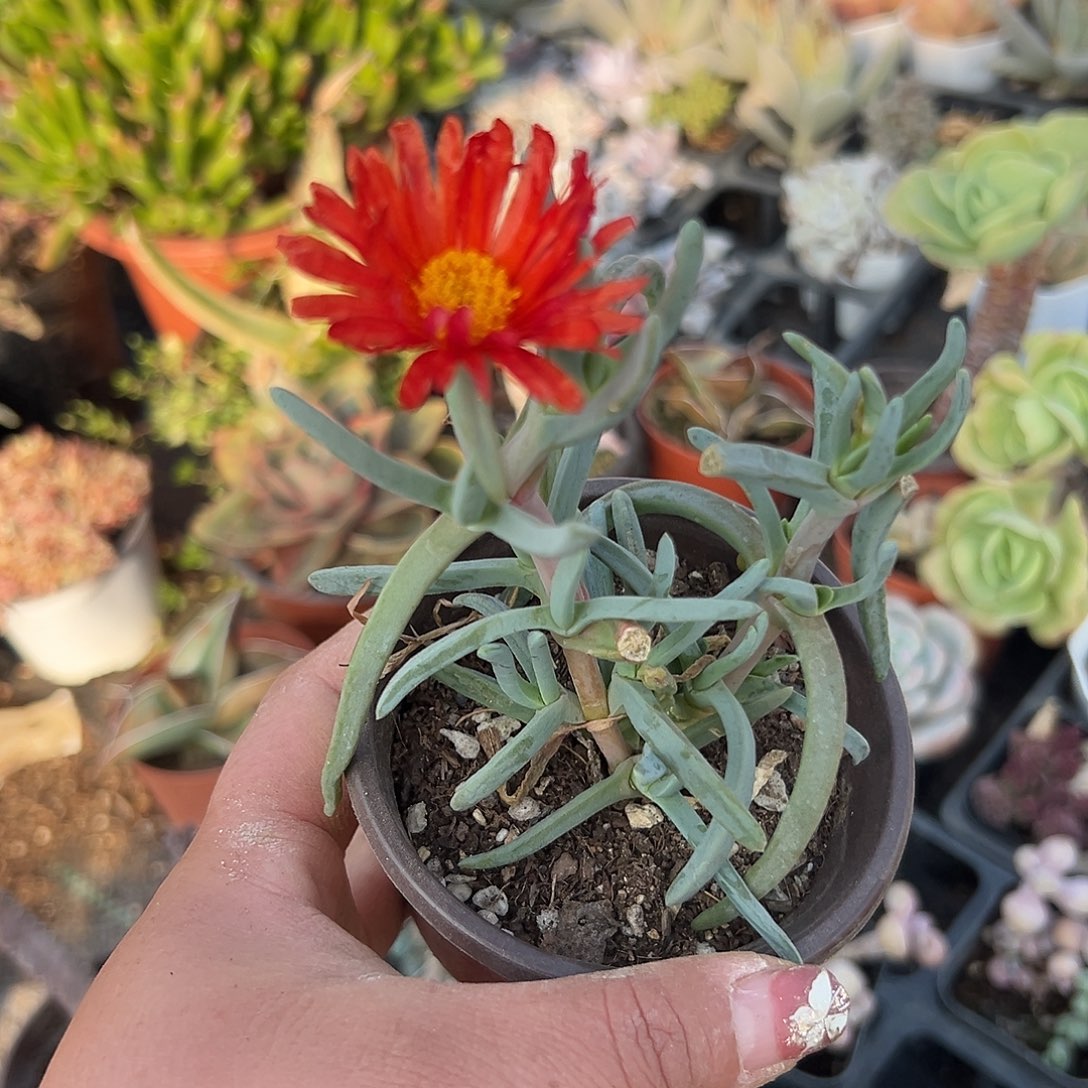 多肉植物橙花奔龙