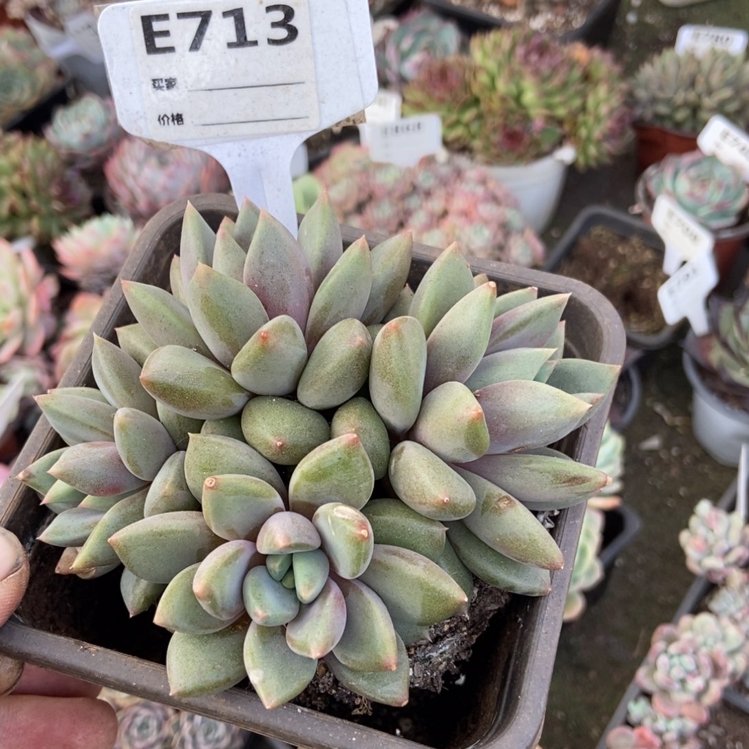 红象牙朵朵多肉713