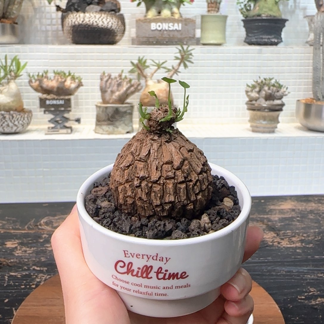 当前无花朵，栽培后可花朵龙甲龟