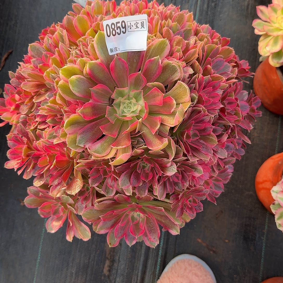 秋***拂男神多肉0859多肉