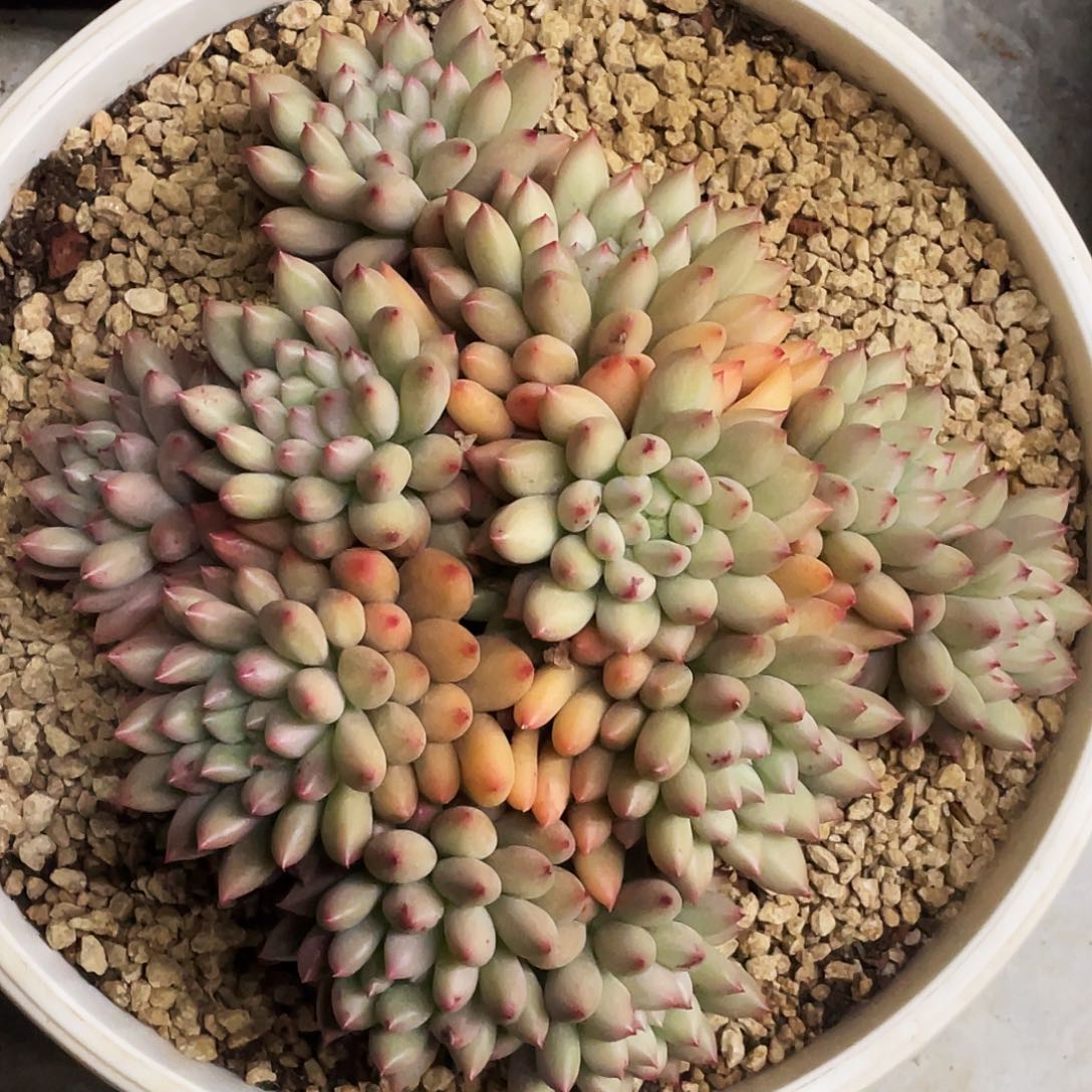 整桩无砍多头大岩子一颗