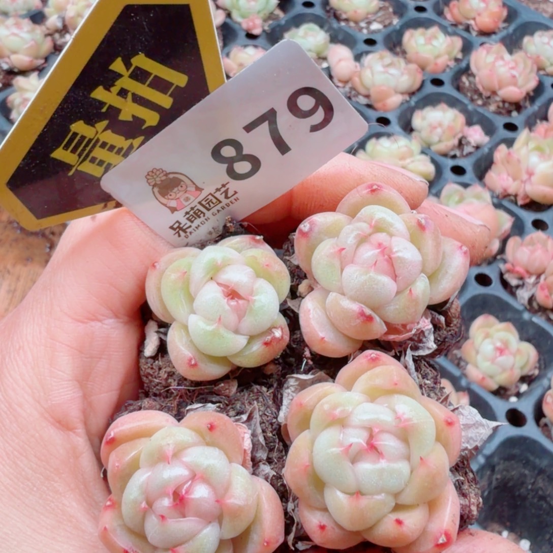 多肉植物多肉植物