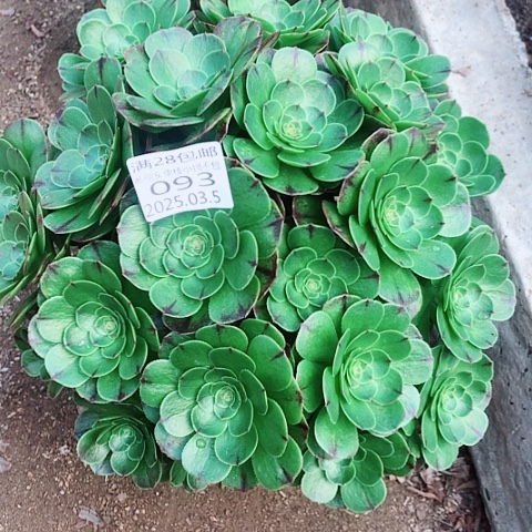 谢**?3.5-93墨染多肉植物坎过