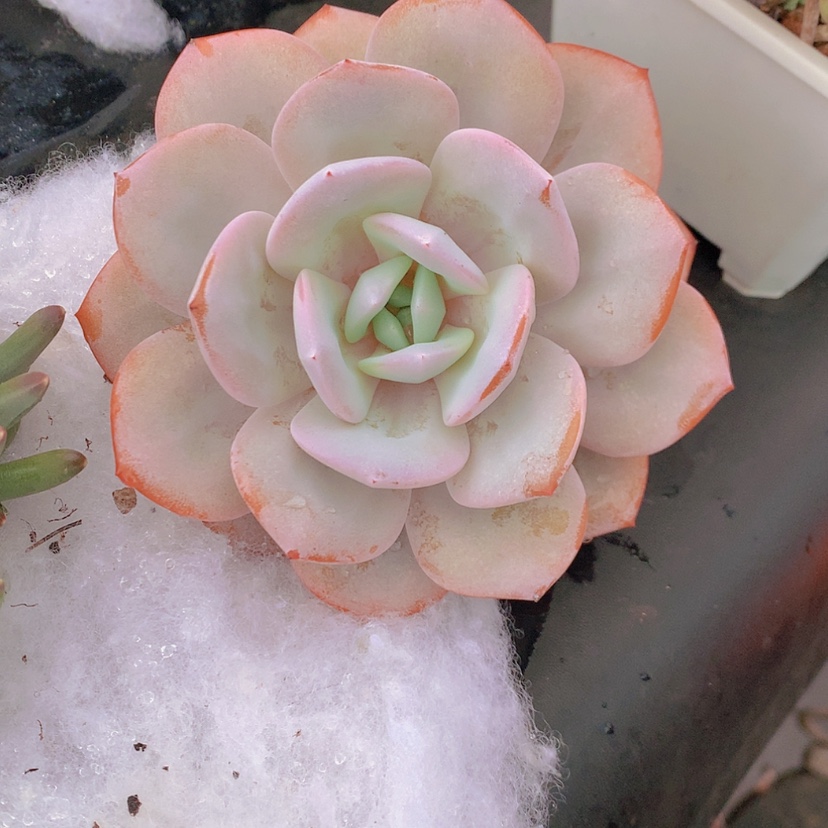 【闪购商品】彩虹奶茶