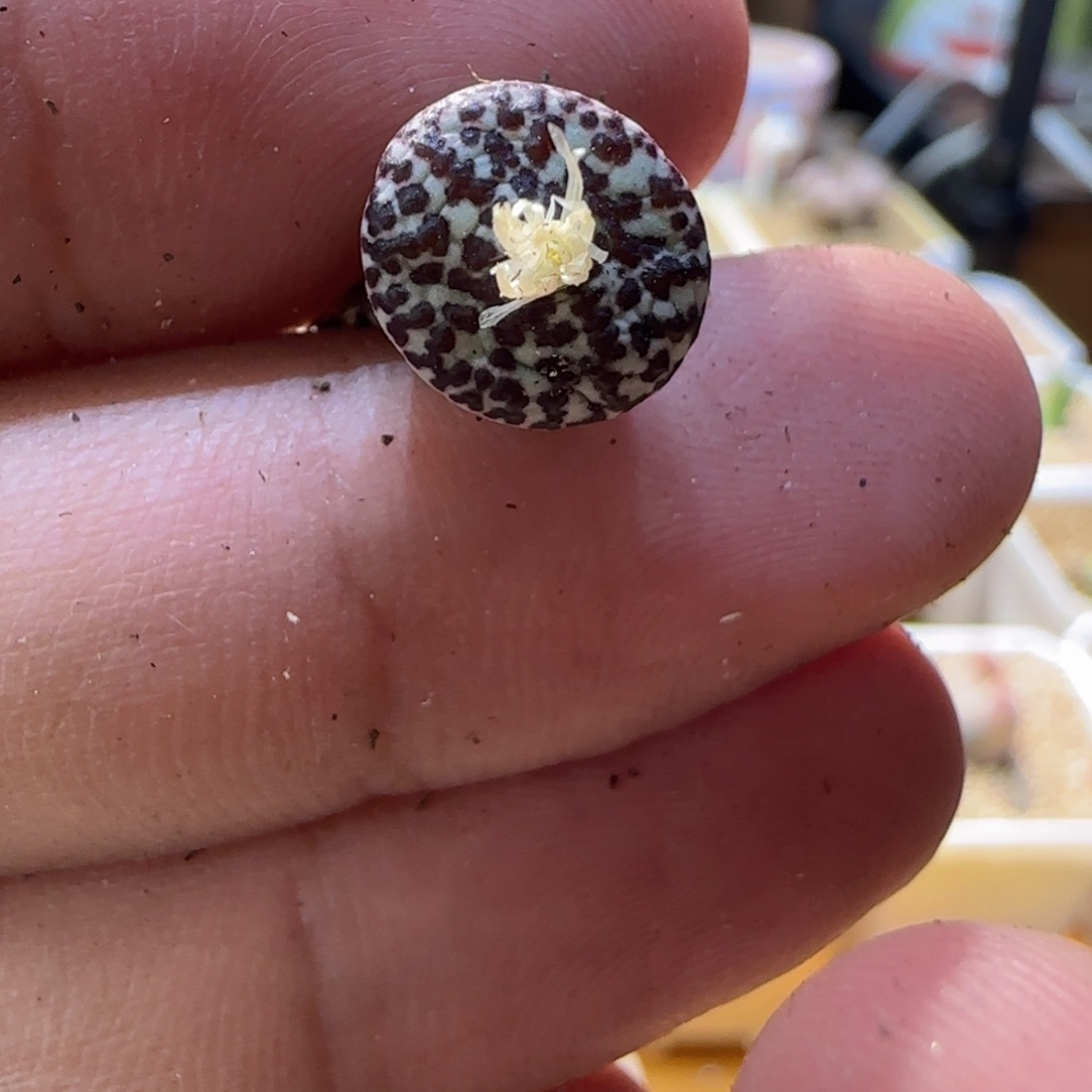 自****凄凄切切地在一起了吗哈哈笑的